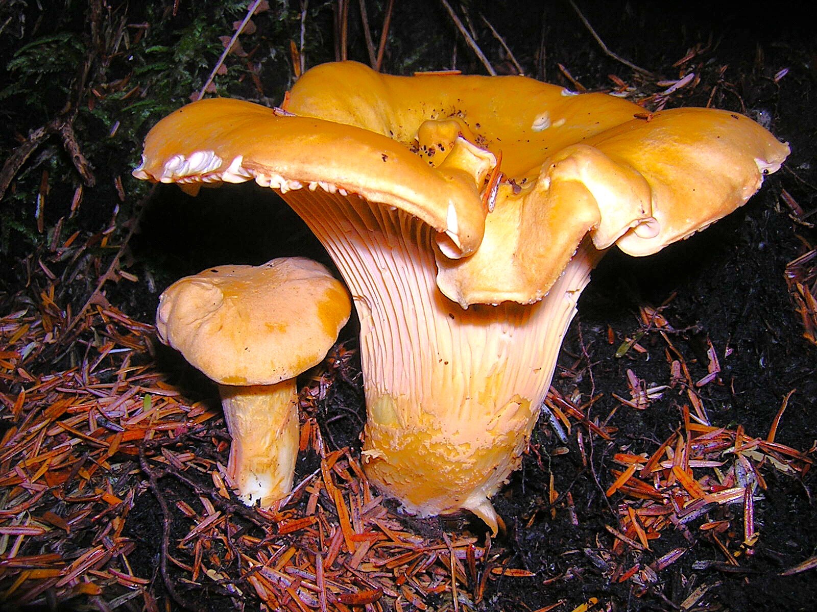 Cantharellus formosus sporocarp (Richard Winder)